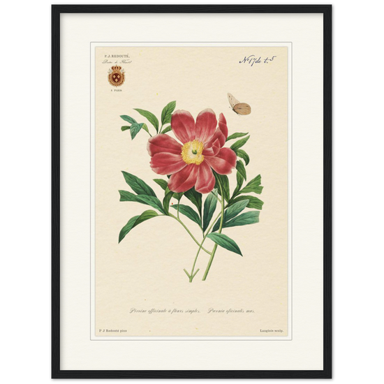 Peony by Redouté, 1827 (édition classique)