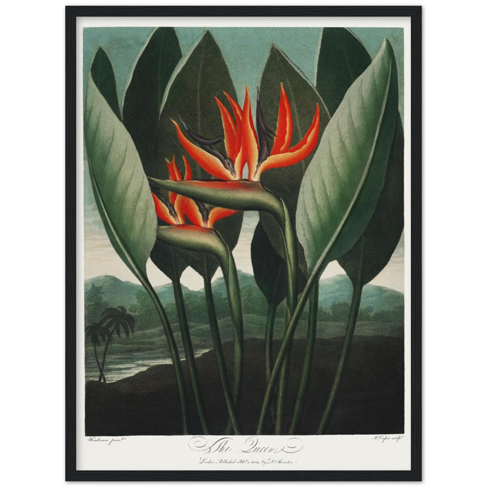 The Queen plant by R.J. Thornton, 1807