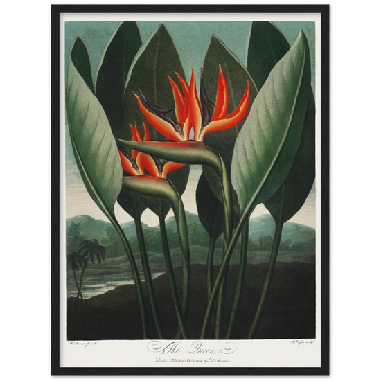 The Queen plant by R.J. Thornton, 1807