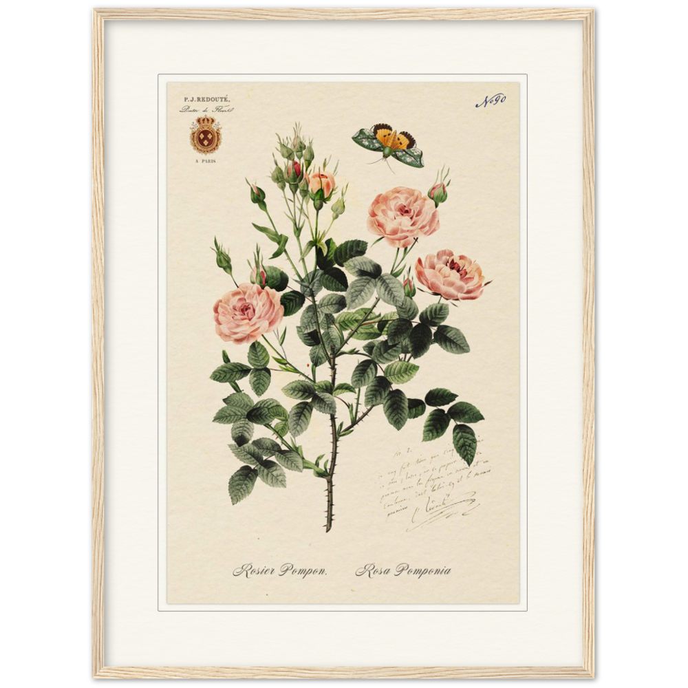 Rose Pompon by Redouté, 1824 (édition classique)