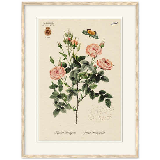 Rose Pompon by Redouté, 1824 (édition classique)