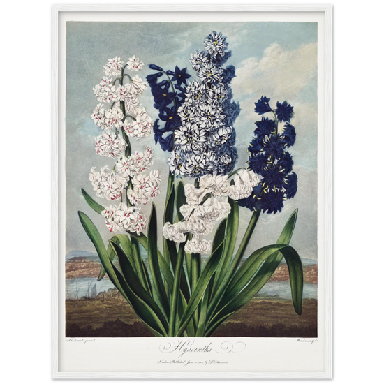 Pierre-Joseph Redouté, floral, flowers, art, wall art, flower prints, botanical, illustration, plants, roses