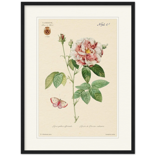 French Provencal Rose by Redouté, édition classique