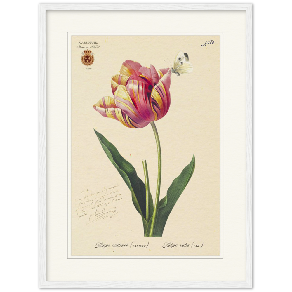 Triumph Tulip Pic
