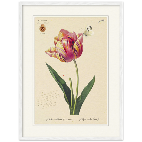 Triumph Tulip Pic