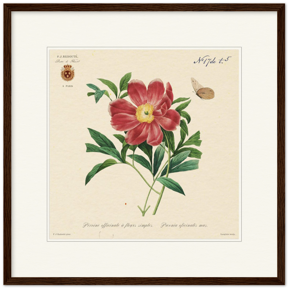 Peony by Redouté, 1827 (édition classique)