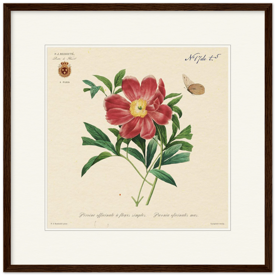 Peony by Redouté, 1827 (édition classique)