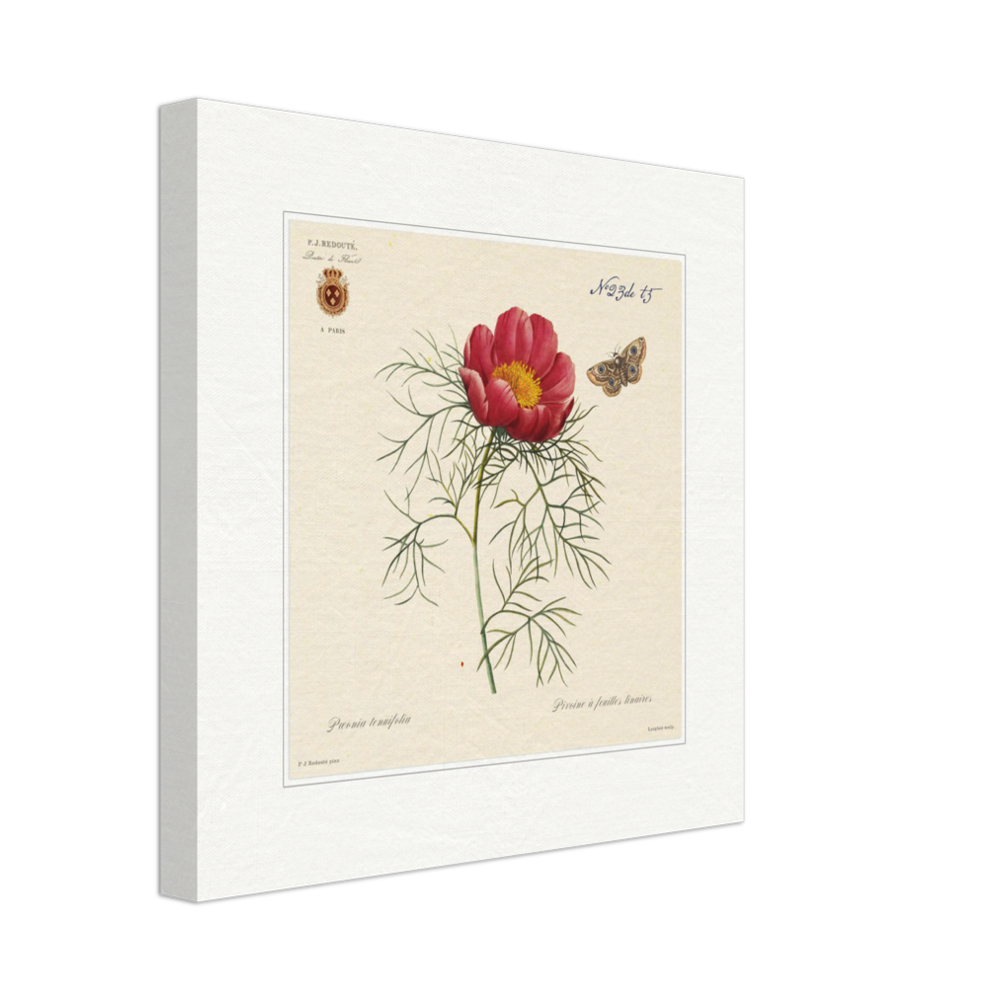 Pierre-Joseph Redouté, floral, flowers, art, wall art, flower prints, botanical, illustration, plants, roses