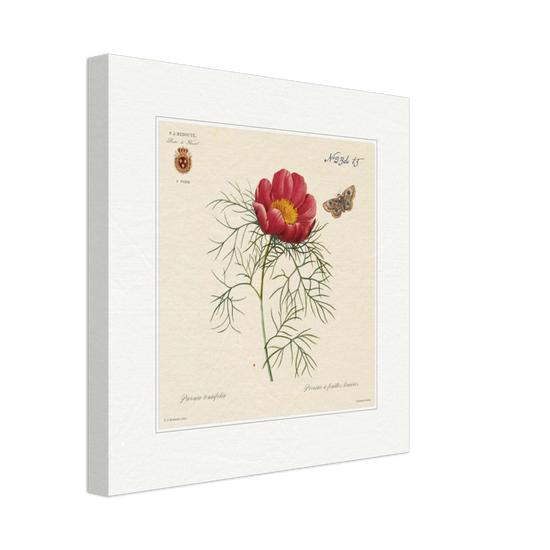 Pierre-Joseph Redouté, floral, flowers, art, wall art, flower prints, botanical, illustration, plants, roses