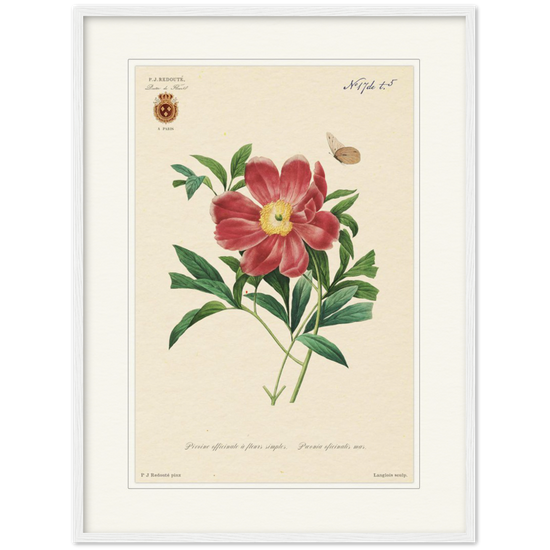 Peony by Redouté, 1827 (édition classique)