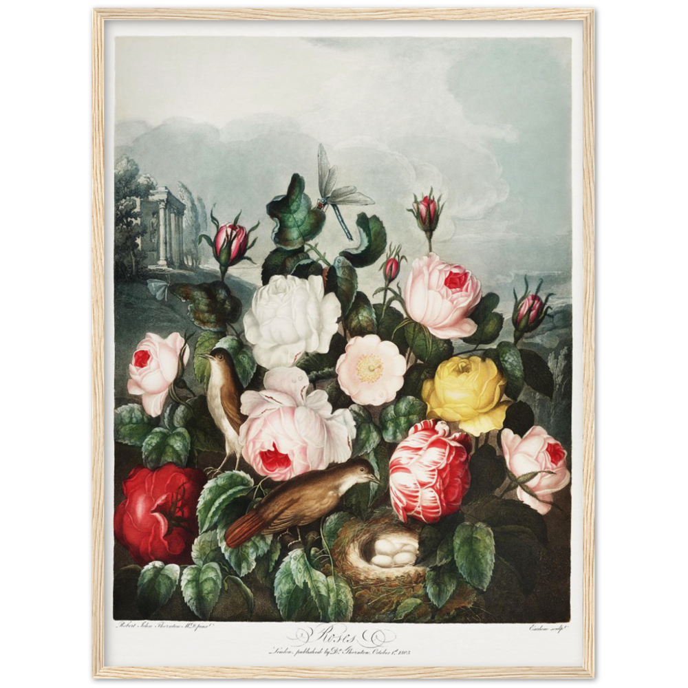 The Roses by R.J. Thornton, 1807