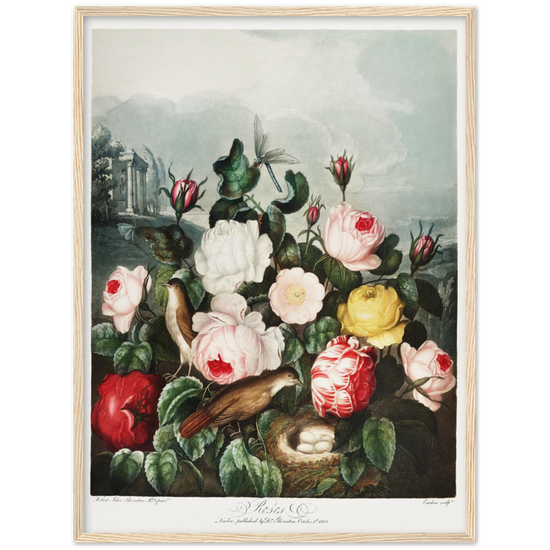 The Roses by R.J. Thornton, 1807
