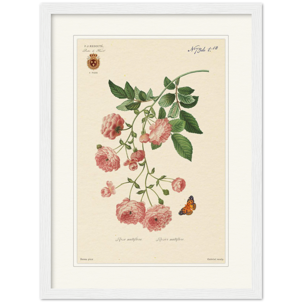 Pierre-Joseph Redouté, floral, flowers, art, wall art, flower prints, botanical, illustration, plants, roses