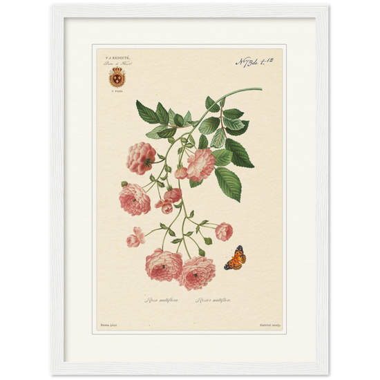 Pierre-Joseph Redouté, floral, flowers, art, wall art, flower prints, botanical, illustration, plants, roses