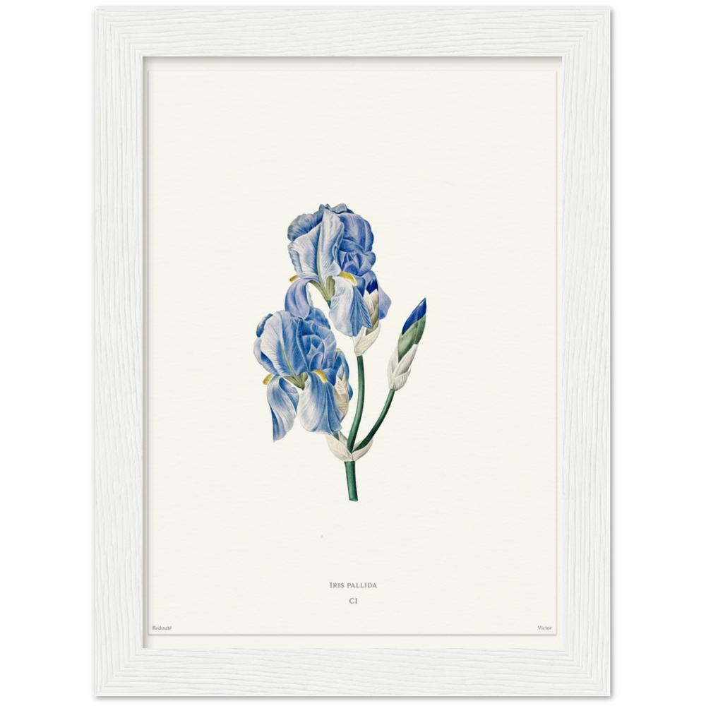 Pale iris, 1827 (édition blanc)