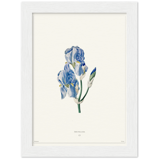 Pale iris, 1827 (édition blanc)