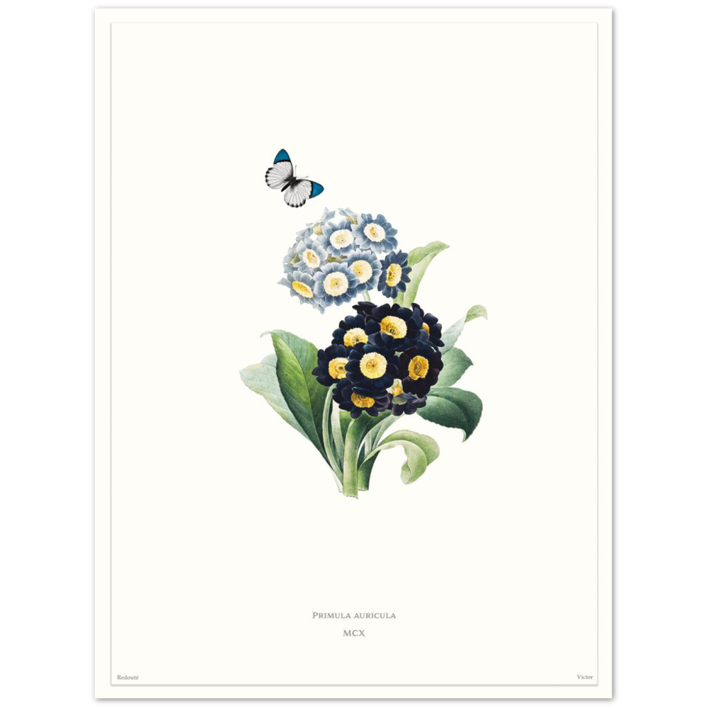 Pierre-Joseph Redouté, floral, flowers, art, wall art, flower prints, botanical, illustration, plants, roses