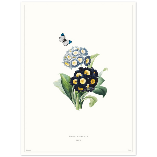 Pierre-Joseph Redouté, floral, flowers, art, wall art, flower prints, botanical, illustration, plants, roses