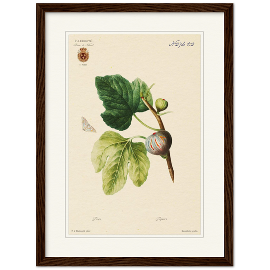 Figs by Redouté, 1834 (édition classique)