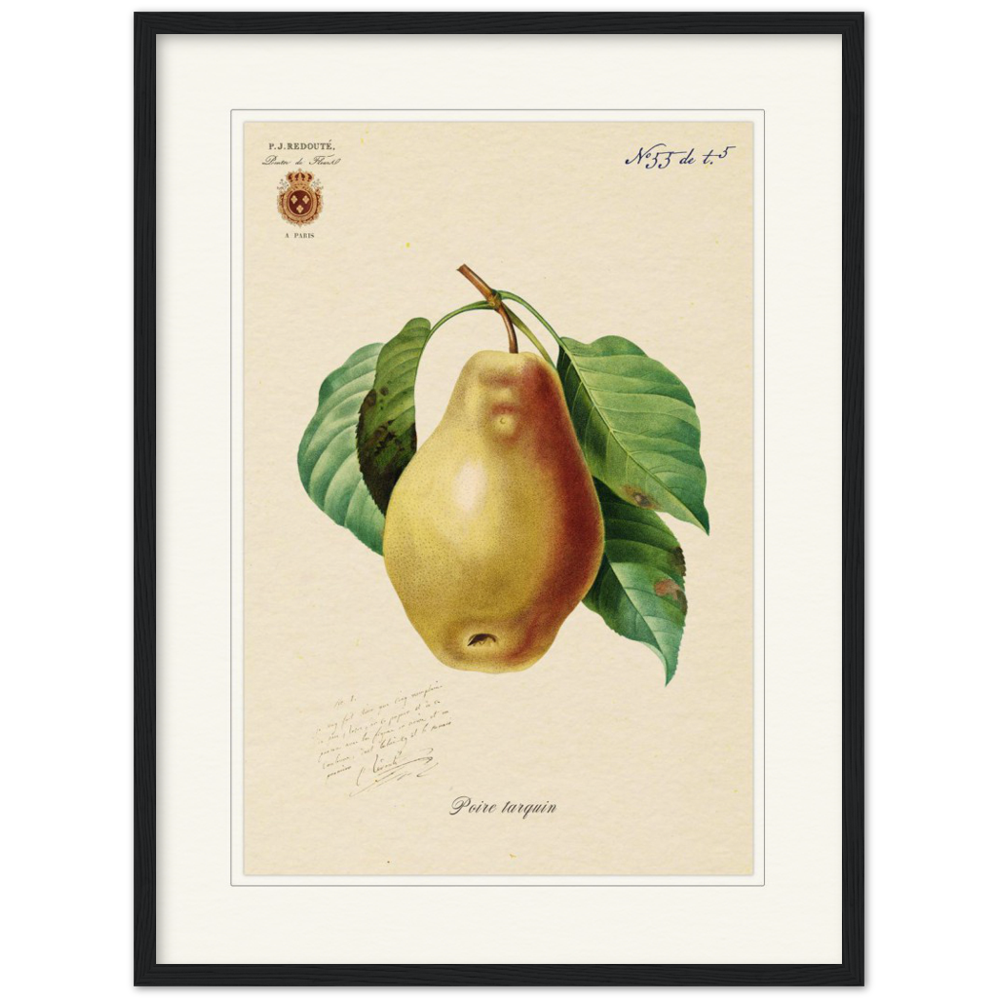 Tarquin Pear