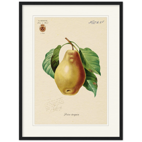 Tarquin Pear