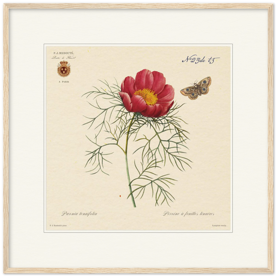 Pierre-Joseph Redouté, floral, flowers, art, wall art, flower prints, botanical, illustration, plants, roses