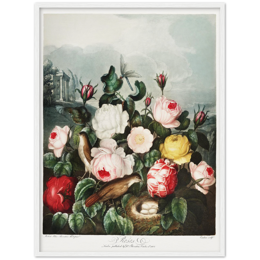 The Roses by R.J. Thornton, 1807