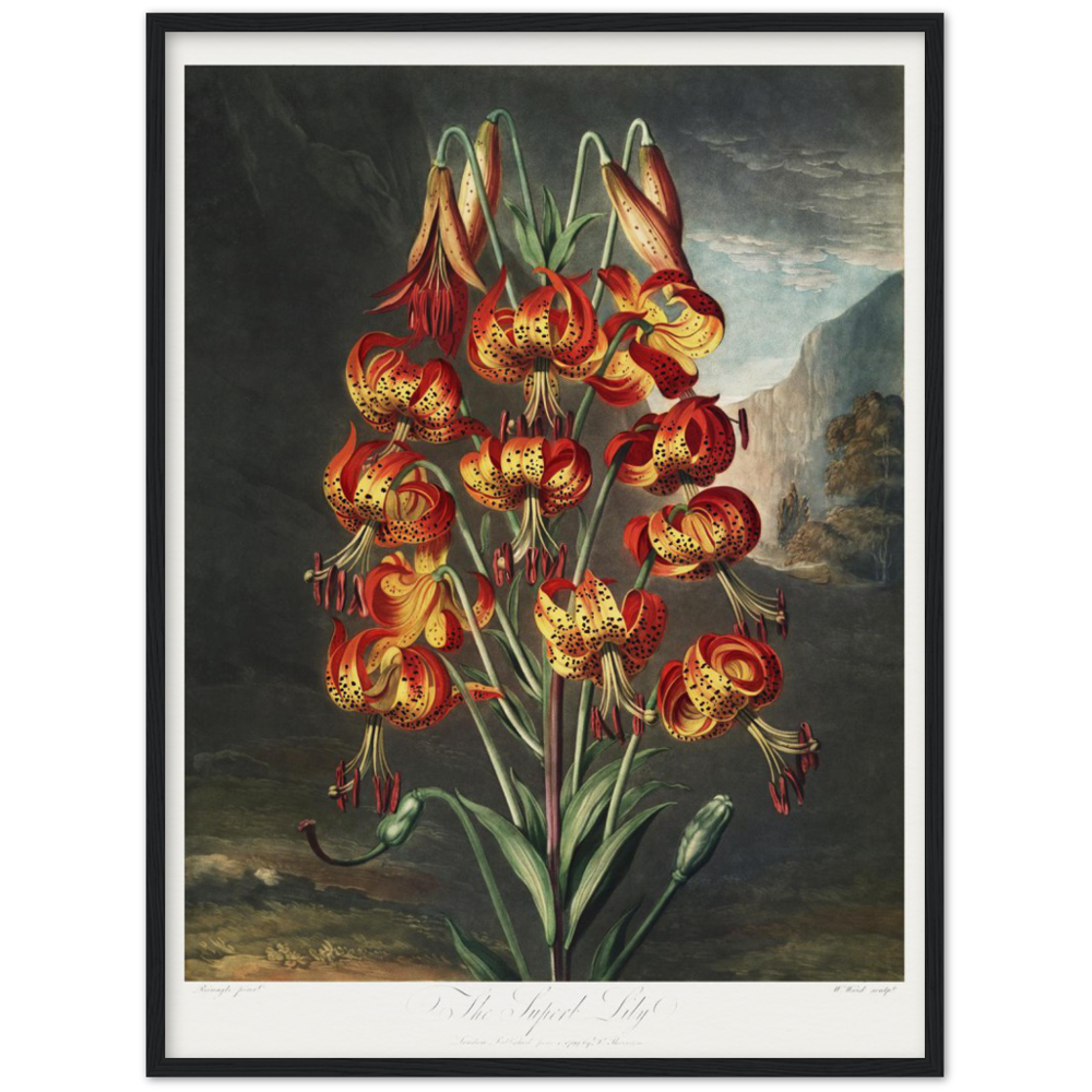The Superb Lily by R.J. Thornton, 1807