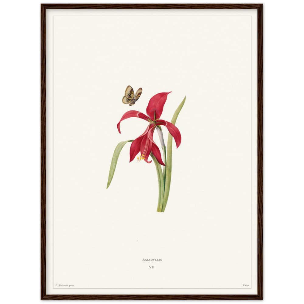 Pierre-Joseph Redouté, floral, flowers, art, wall art, flower prints, botanical, illustration, plants, roses