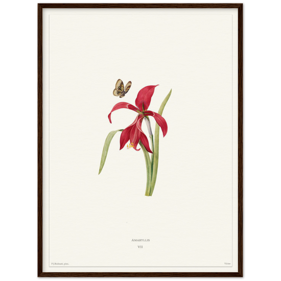 Pierre-Joseph Redouté, floral, flowers, art, wall art, flower prints, botanical, illustration, plants, roses