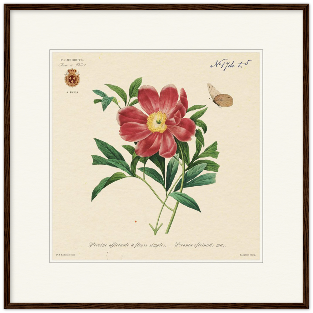 Peony by Redouté, 1827 (édition classique)