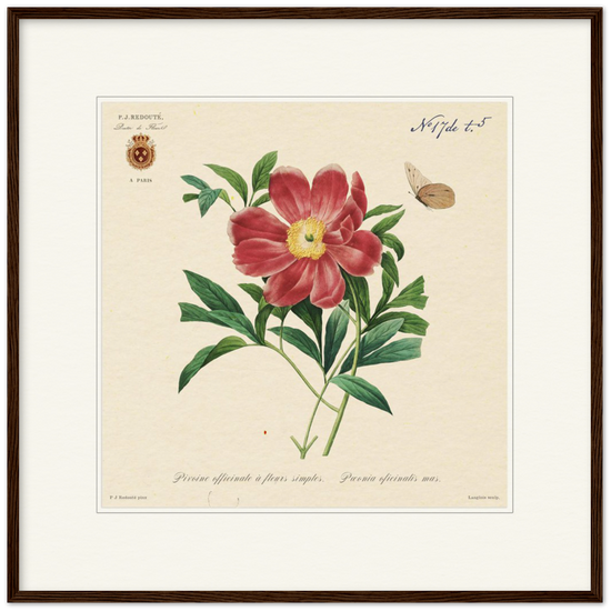 Peony by Redouté, 1827 (édition classique)