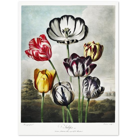 The Tulips by R.J. Thornton, 1807