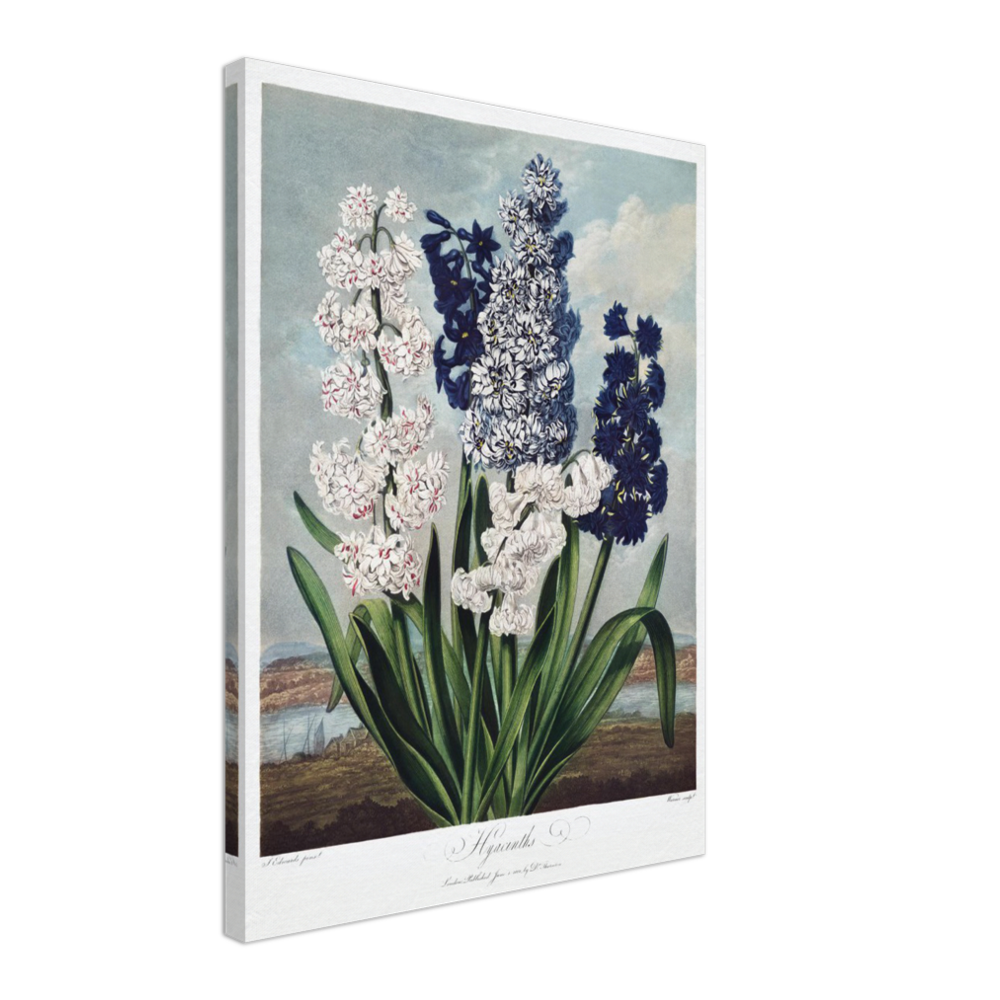 Hyacinths by R.J. Thornton, 1807