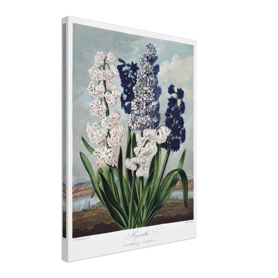 Hyacinths by R.J. Thornton, 1807