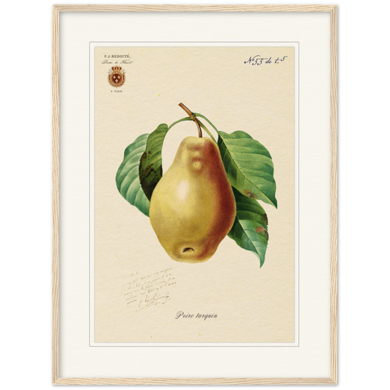 Tarquin Pear