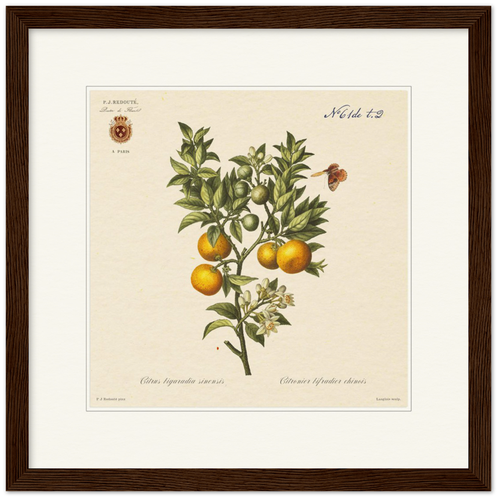 Bitter orange by Redouté, 1834 (édition classique)