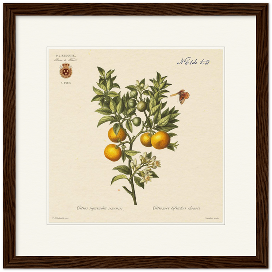 Bitter orange by Redouté, 1834 (édition classique)