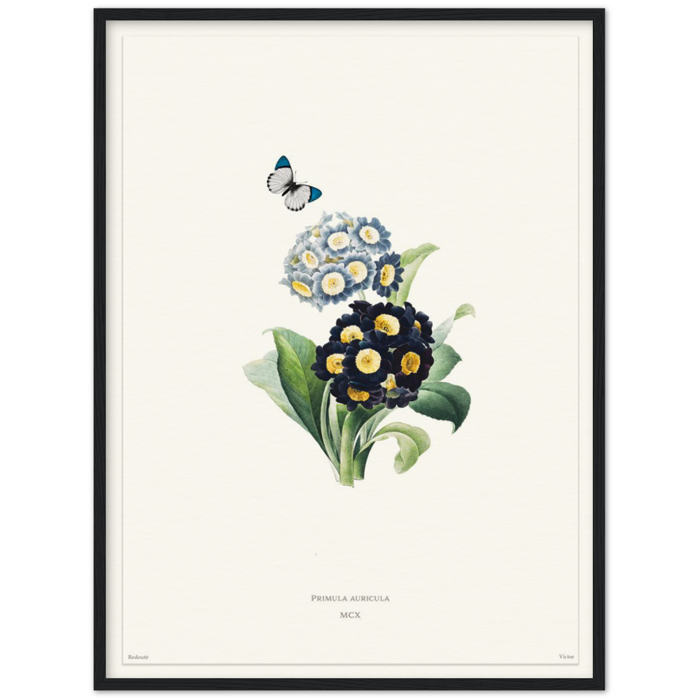 Pierre-Joseph Redouté, floral, flowers, art, wall art, flower prints, botanical, illustration, plants, roses
