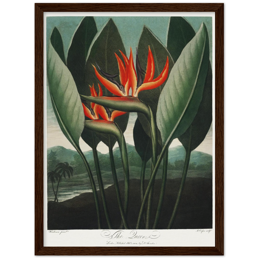 The Queen plant by R.J. Thornton, 1807