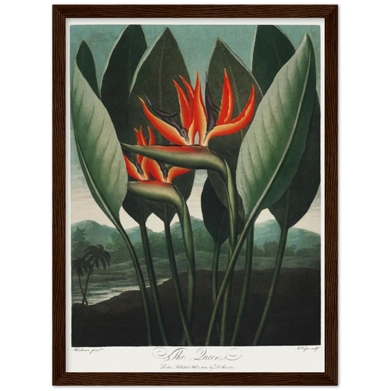 The Queen plant by R.J. Thornton, 1807