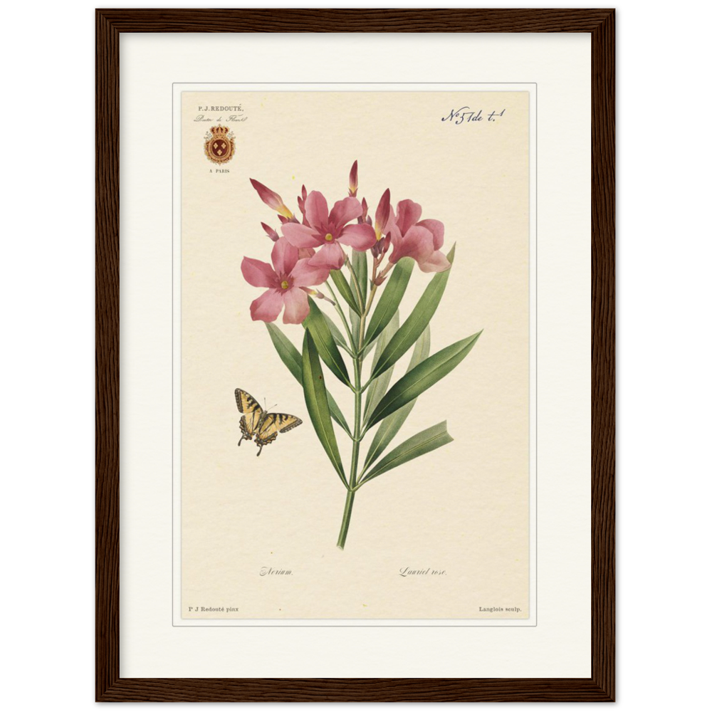 Oleander flower framed botanical print by Redoute. Pierre-Joseph Redouté, floral, flowers, art, wall art, flower prints, botanical, illustration, plants, roses