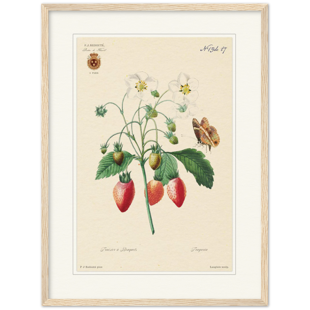 Strawberry by Redouté, 1834 (édition classique)