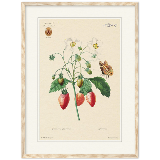 Strawberry by Redouté, 1834 (édition classique)
