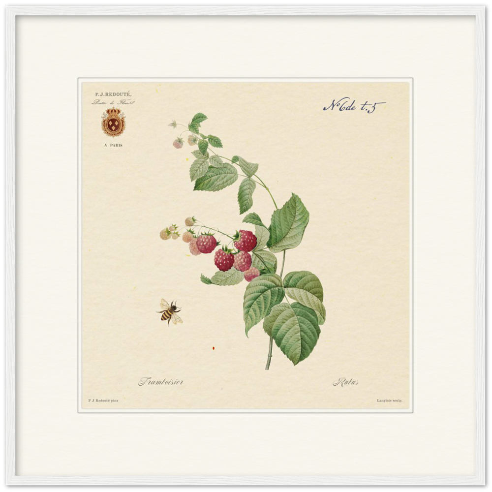 Raspberries by Redouté, 1824 (édition classique)