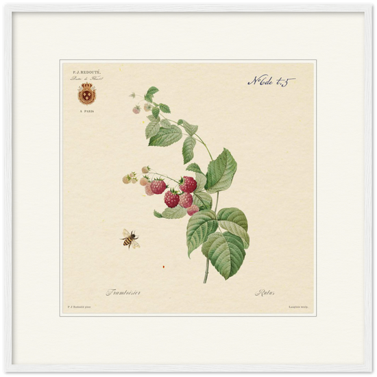 Raspberries by Redouté, 1824 (édition classique)