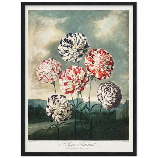 Pierre-Joseph Redouté, floral, flowers, art, wall art, flower prints, botanical, illustration, plants, roses