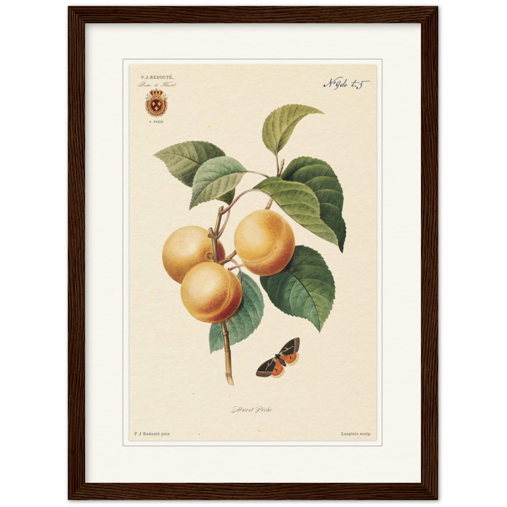 Apricot-Peaches by Redouté, 1824 (édition classique)