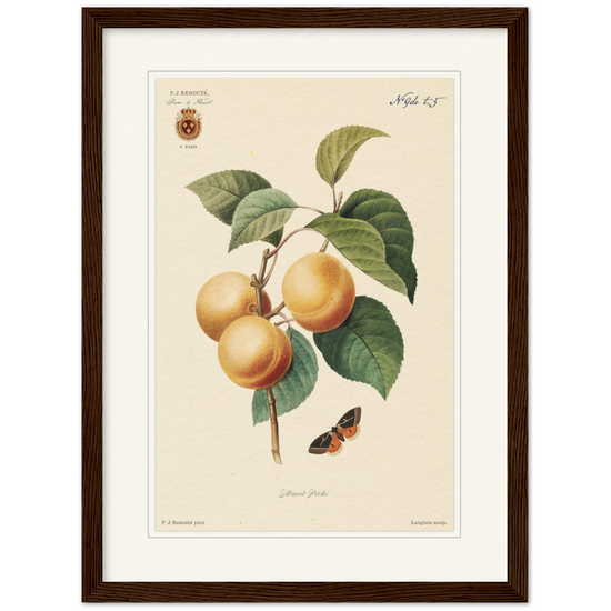 Apricot-Peaches by Redouté, 1824 (édition classique)