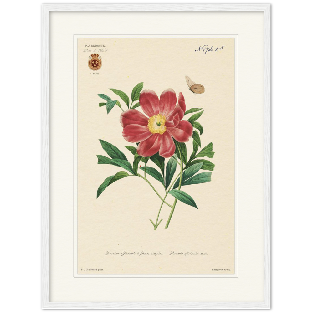 Peony by Redouté, 1827 (édition classique)